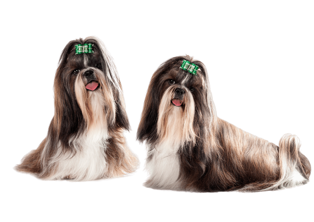 2 shih tzu dogs